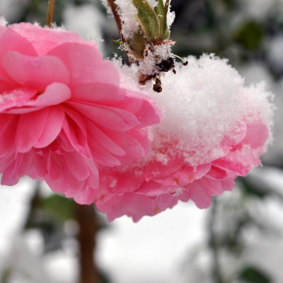нежно-розовые цветы в снегу