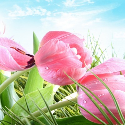 розово-нежные тюльпаны