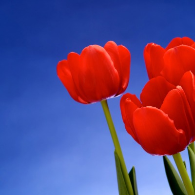 Красные тюльпаны на фоне неба