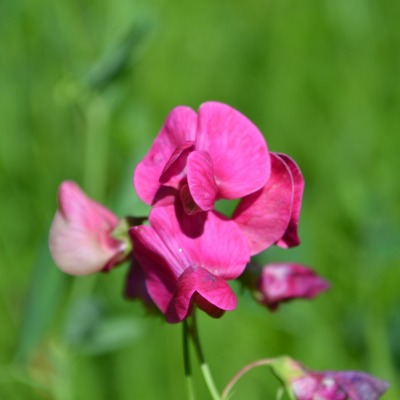 Розовый цветок в траве