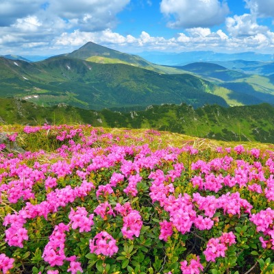 цветы поляна горы холм небо