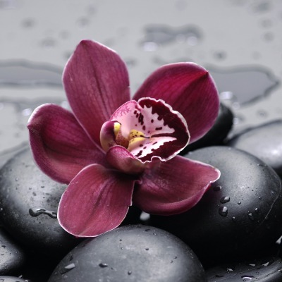 Цветок камни черные
