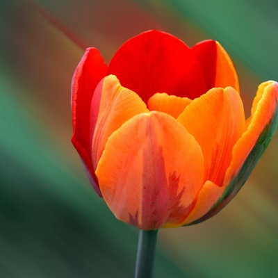 оранжевый тюльпан цветок природа