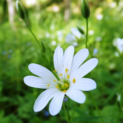 цветок белый лепестки зелень