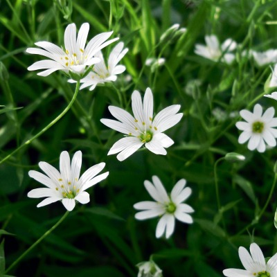 белые цветы трава природа