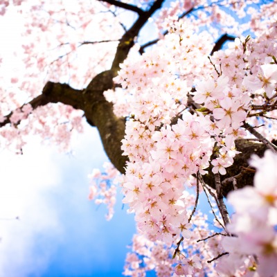 цветение дерево весна