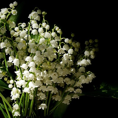 Цветы белые ландыши