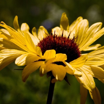 Цветок желтый природа крупный план