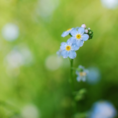 цветы незабудки природа синие