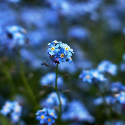 синие цветы макро размытый фон