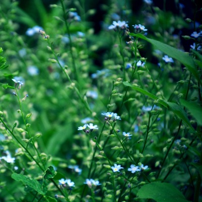 природа синие цветы трава