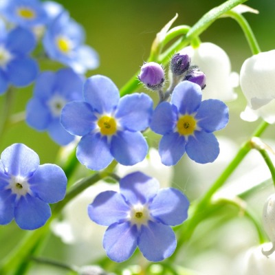 Белые ландыши синие цветы