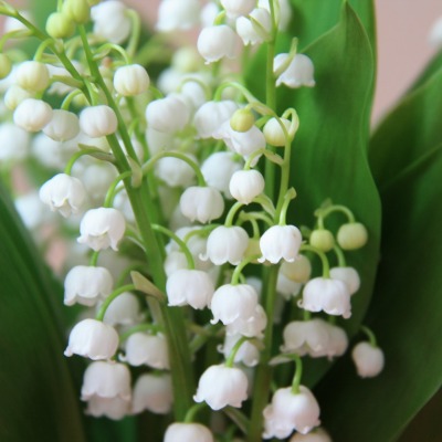 Белые лилии букет