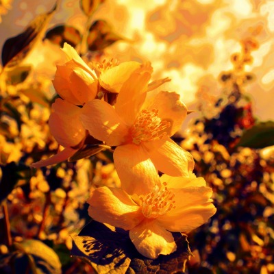 Желтые цветы макро