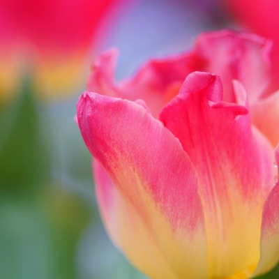 Цветок природа макро тюльпан