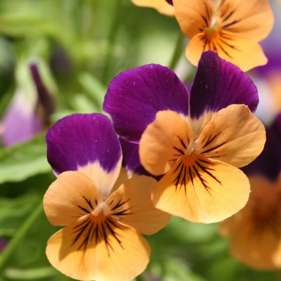 природа цветы фиолетовые оранжевые