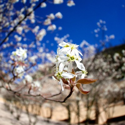 Лихтенштейн белый цветок