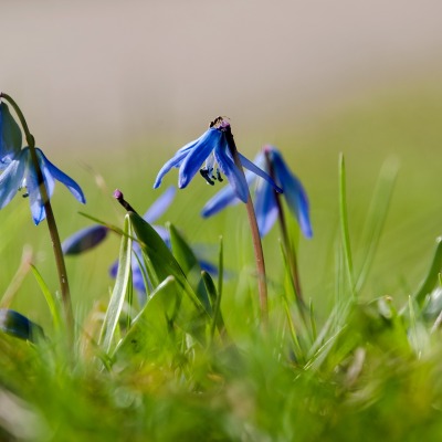 цветы синие трава природа