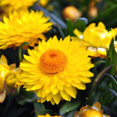 природа желтый цветок бессмертник