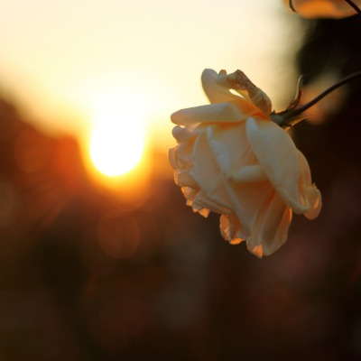 Белая роза закат