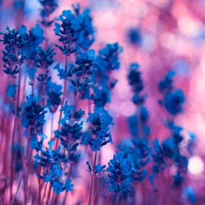 Синие цветы