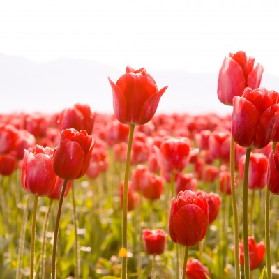 Тюльпаны поле красные