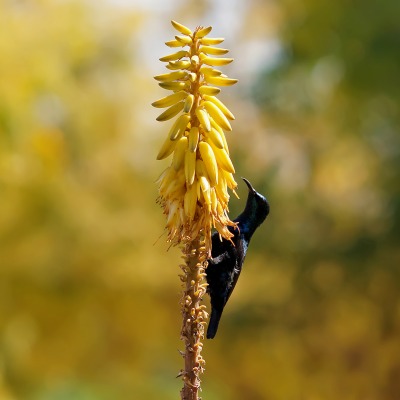 природа цветы животное птица