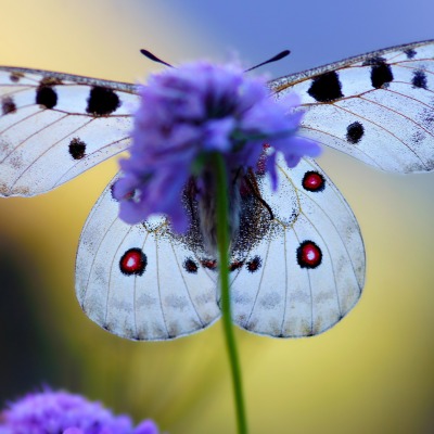 бабочка крылья цветок природа
