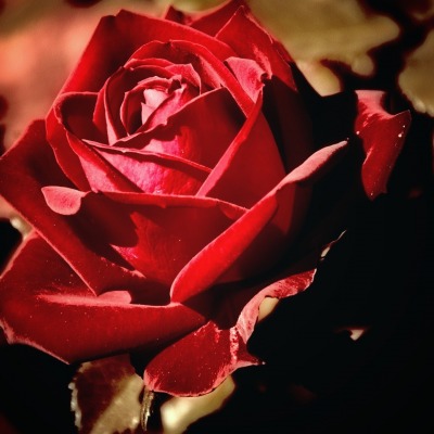 природа цветы красная роза