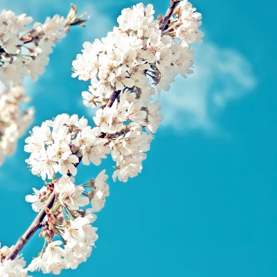 природа цветы белые ветка