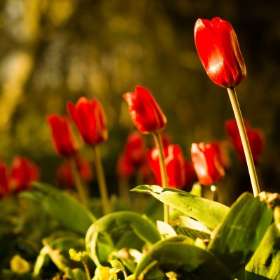 природа красные цветы тюльпаны