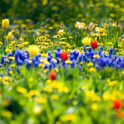 природа цветы поле весна