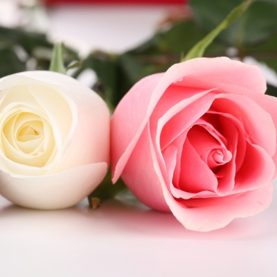 природа цветы розы белые красные розовые