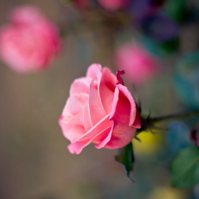 природа цветы роза