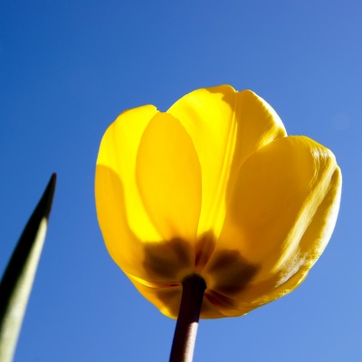 природа цветы желтый тюльпан nature flowers yellow Tulip