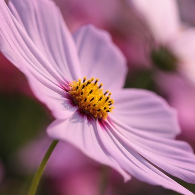 цветок макро flower macro