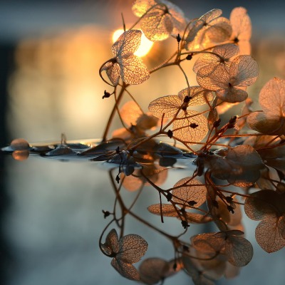 отражение листья свечение