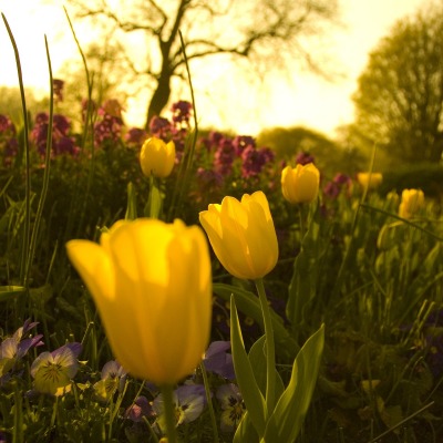 природа цветы тюльпаны желтые nature flowers tulips yellow