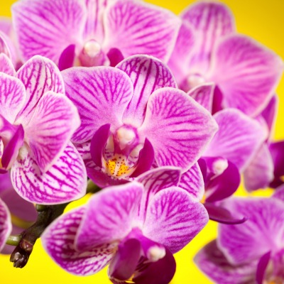природа цветы розовые орхидеи nature flowers pink orchids
