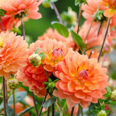 цветы оранжевые