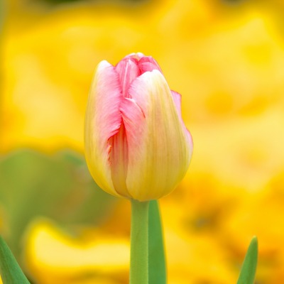 тюльпан макро размытость Tulip macro blur