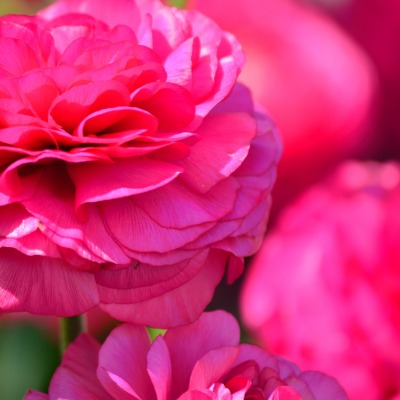 цветок розовый
