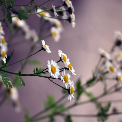 природа цветы ромашки белый