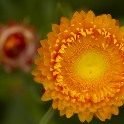 природа цветы оранжевый