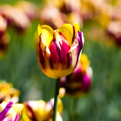 природа цветы тюльпан