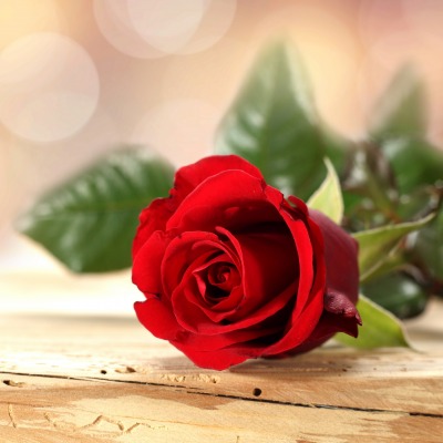 природа цветы красные роза