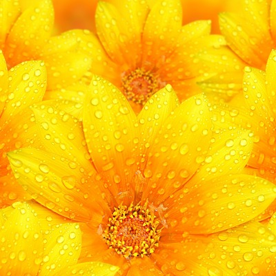 цветы капли желтые