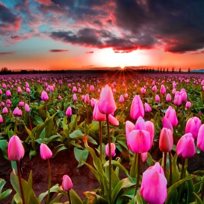 тюльпаны поле розовые закат