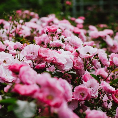 цветы розовые