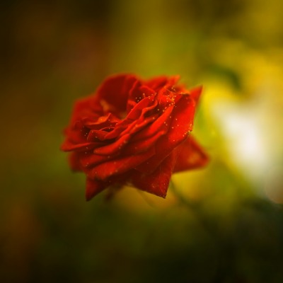 цветок роза размытость